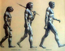 EVOLUCION HUMANA C